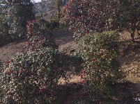 【就爱去盈江】勐弄杜鹃花 春来花满山