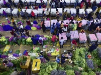 【就爱去呈贡】斗南花市  花花世界