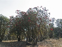 【就爱去盈江】勐弄杜鹃花 春来花满山