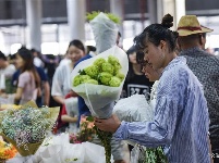 【就爱去呈贡】斗南花市  花花世界