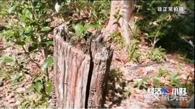 普洱茶受追捧，西双版纳保护区毁林种茶现象愈演愈烈