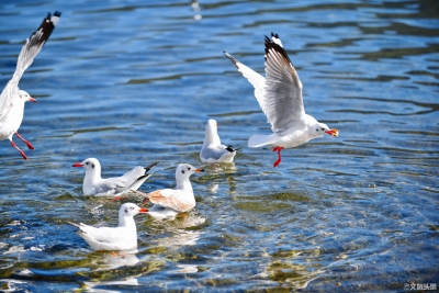 鸥翩湖面，最近的泸沽湖真浪漫（组图）