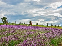 【就爱去弥勒】等闲识得“东风韵”，葡萄飘香迎你来