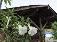 【就爱去盈江】松克寨 古村换新颜