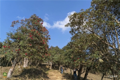 【就爱去盈江】勐弄杜鹃花 春来花满山