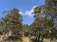 【就爱去盈江】勐弄杜鹃花 春来花满山