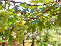 【就爱去弥勒】等闲识得“东风韵”，葡萄飘香迎你来