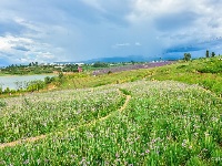 【就爱去弥勒】等闲识得“东风韵”，葡萄飘香迎你来