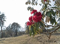 【就爱去盈江】勐弄杜鹃花 春来花满山