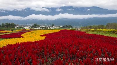 @所有人 免费游云海芳草 价值30000元的1000张票等你领