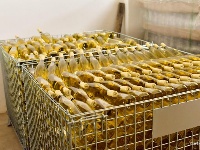 【就爱去弥勒】等闲识得“东风韵”，葡萄飘香迎你来