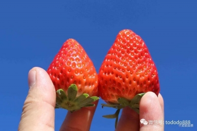 甜润多汁，真正零农残，云南“醉红颜”草莓顺丰空运到你家