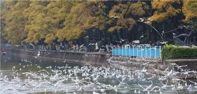 今年昆明来了40800只海鸥，快一起去看老朋友吧！