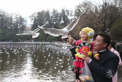 今年昆明来了40800只海鸥，快一起去看老朋友吧！