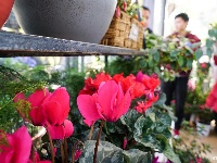 西华园年宵花展