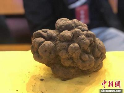 四川会东“松露王”出炉 成功拍出20万元高价
