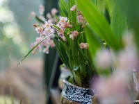 西华园年宵花展