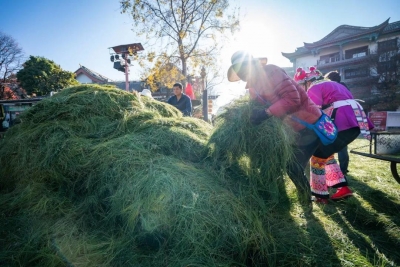 彝人古镇文旅活动扎堆 喜迎彝历新年