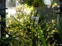 西华园年宵花展