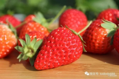 甜润多汁，真正零农残，云南“醉红颜”草莓顺丰空运到你家