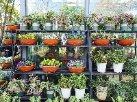 西华园年宵花展