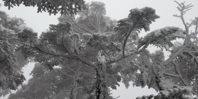 首场冬雪越下越大，积雪最深超过20厘米，快来和轿子山共“白头”