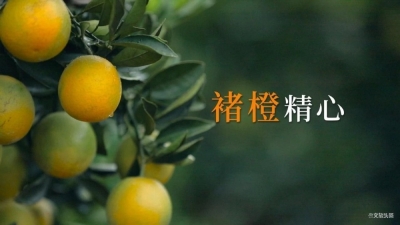 “褚橙”即将下市，错过这一季的“橙”意，就要再等一年啦