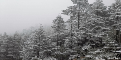 首场冬雪越下越大，积雪最深超过20厘米，快来和轿子山共“白头”