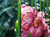 西华园年宵花展