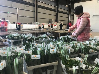 云南省花卉园年产值达12.24亿元 依托农综改打造产业融合发展先导区