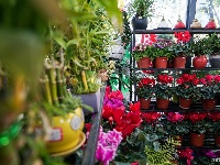 西华园年宵花展