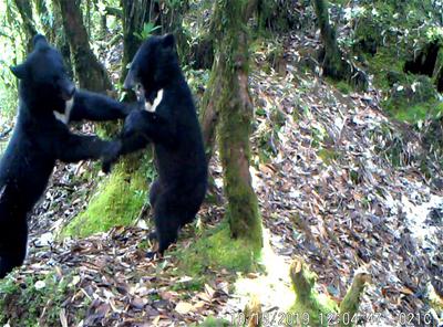 罕见！龙陵小黑山保护区首次拍到“双熊出没”