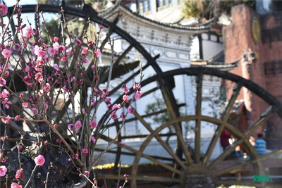 【丽江过大年】年味越来越淡？那是因为你没来丽江！