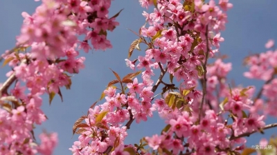 “红云一抹泛朝霞”，又是红河赏樱季，与花色不期而遇