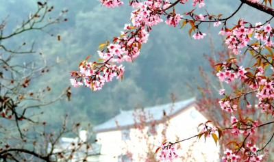 “红云一抹泛朝霞”，又是红河赏樱季，与花色不期而遇