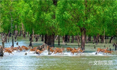 这个热带神秘古国 是植物学家诗人画家们汲取灵感的天堂