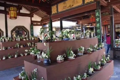 【红河贺新春·建水篇】感受传统文化，畅游临安古城，建水新春活动大盘点