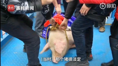 重庆景区开业让猪蹦极遭质疑 涉事景区已致歉
