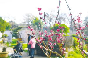 昆明市属7大公园花潮涌年味浓（图）