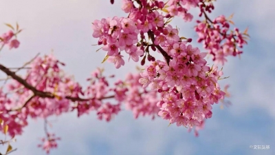 “红云一抹泛朝霞”，又是红河赏樱季，与花色不期而遇