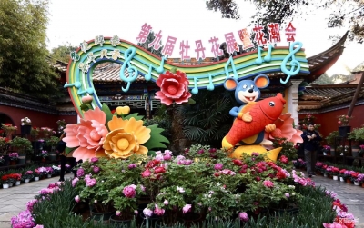 昆明昙华寺公园牡丹花开庆新春
