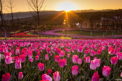 红河州文化旅游系统新春献祝福
