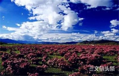 等到春暖花开，我要和你沉醉在香格里拉的杜鹃花海中……