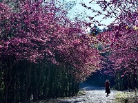 图集 | 漫步花海 享受磨盘山无限春光