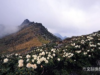 图集 | 待山花灿烂 再到苍山赏杜鹃