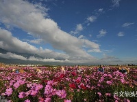 图集 | 待山花灿烂 再到苍山赏杜鹃