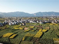 立春 油菜花开春光美
