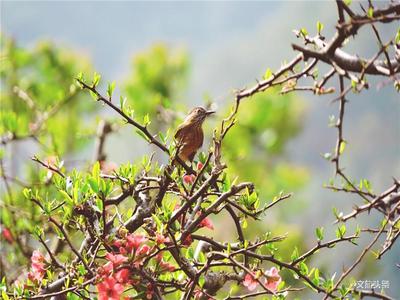石屏：满园春色关不住，贴梗海棠花正艳