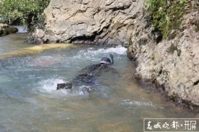 中国大鲵野外稀少养殖场却囤积，专家建议调整保护策略