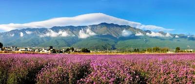 图集 | 待山花灿烂 再到苍山赏杜鹃